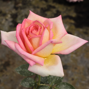Róża z intensywnym zapachem - Gold Crown®